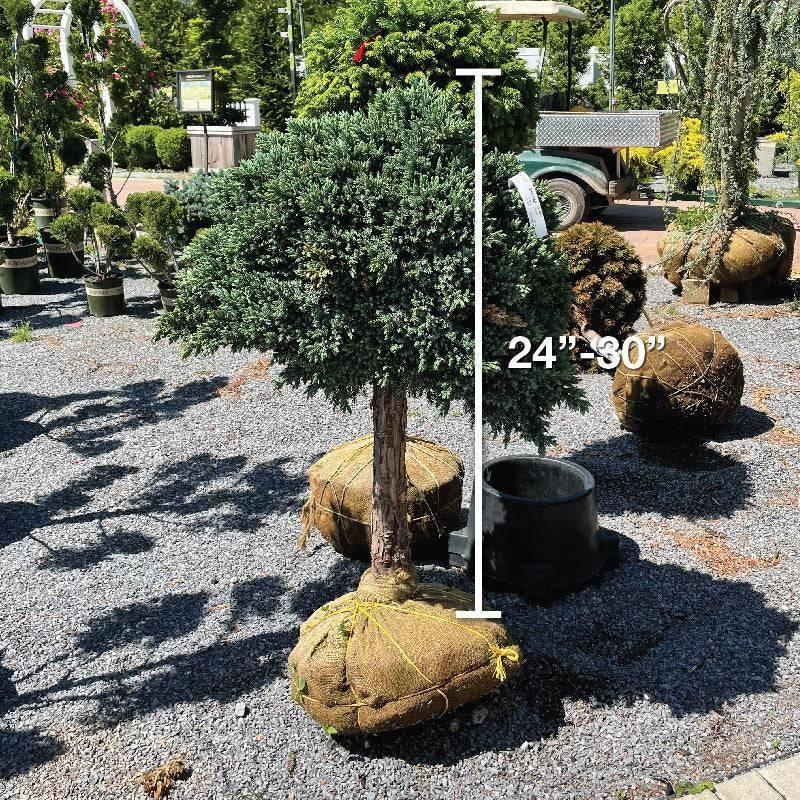 Juniperus Squamata 'blue Star' Standard - View 32 from www redcrocus com