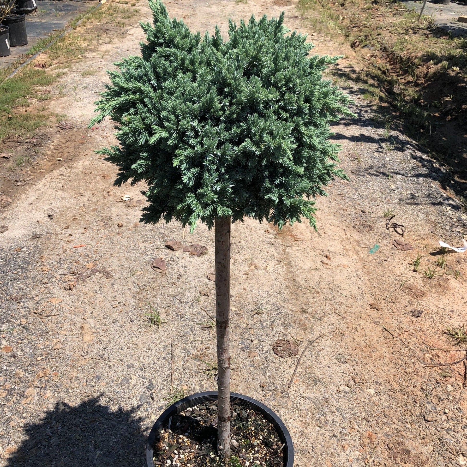 Juniperus Squamata 'blue Star' Standard - View 38 from www redcrocus com
