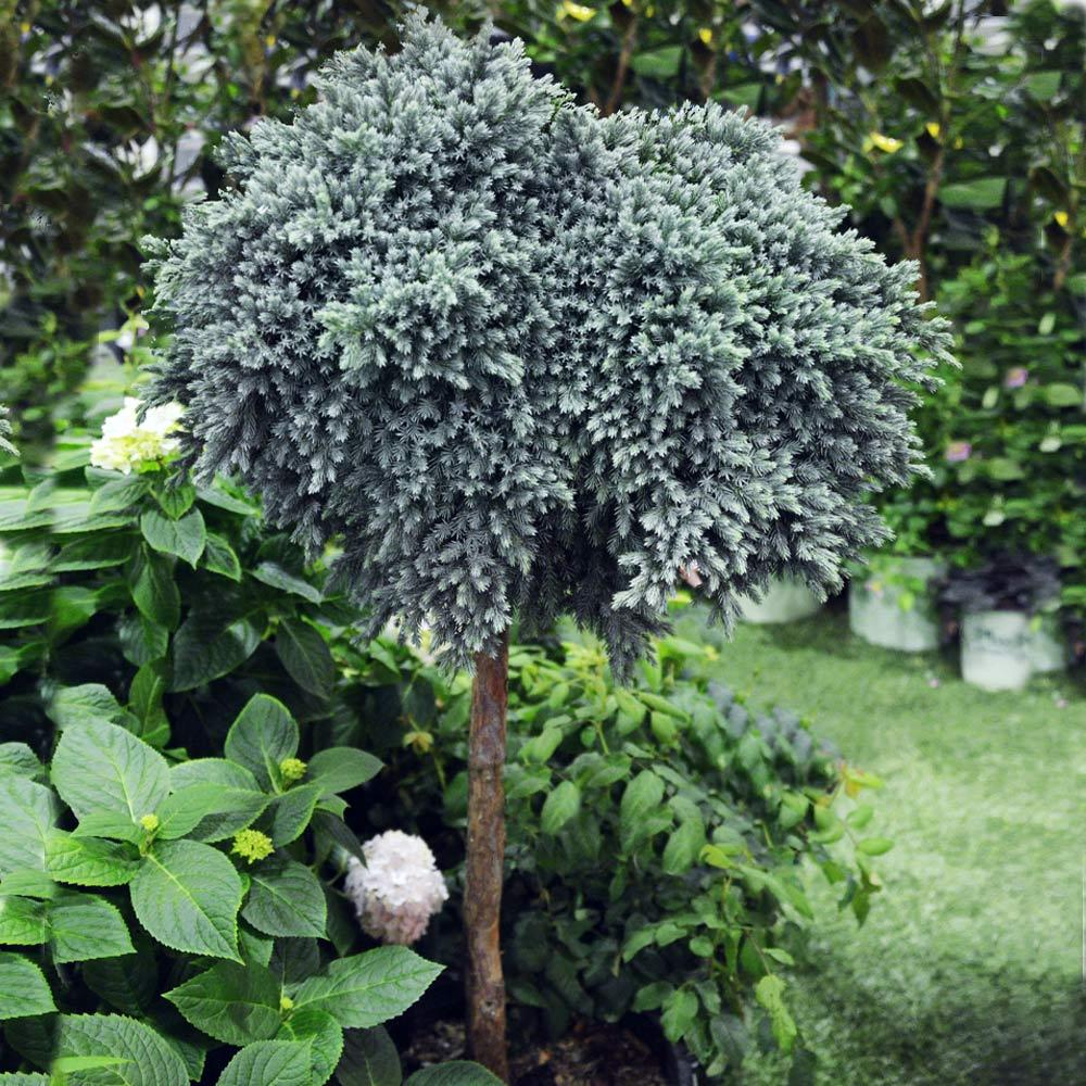 Juniperus Squamata 'blue Star' Standard - View 3 from www redcrocus com