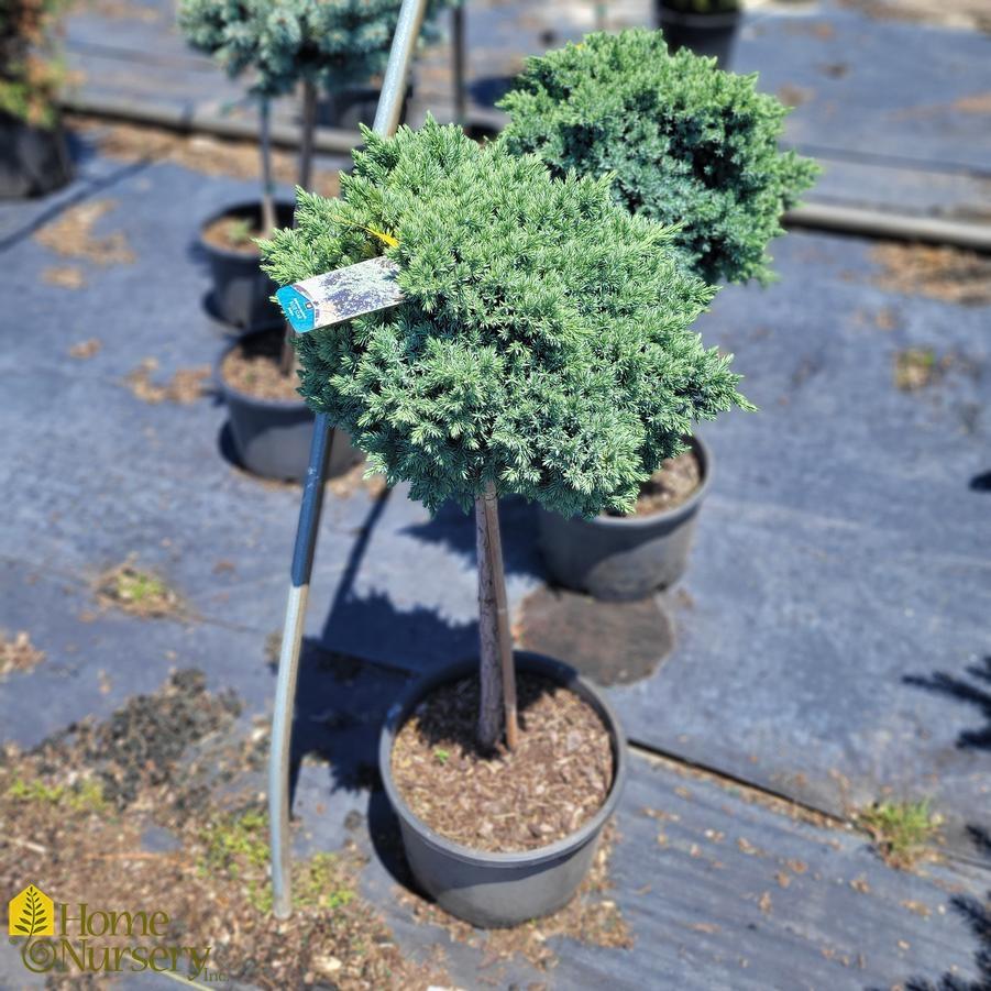 Juniperus Squamata 'blue Star' Standard - View 5 from www redcrocus com