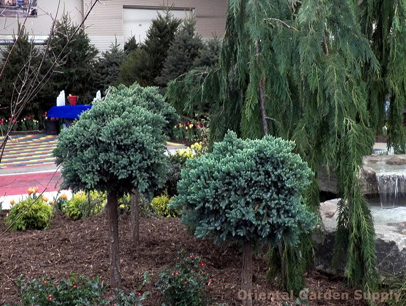Juniperus Squamata 'blue Star' Standard - View 7 from www redcrocus com