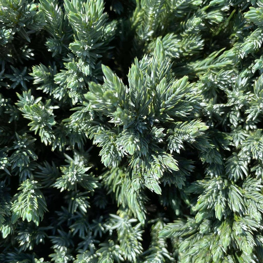 Juniperus Squamata 'blue Star' Standard - View 8 from www redcrocus com