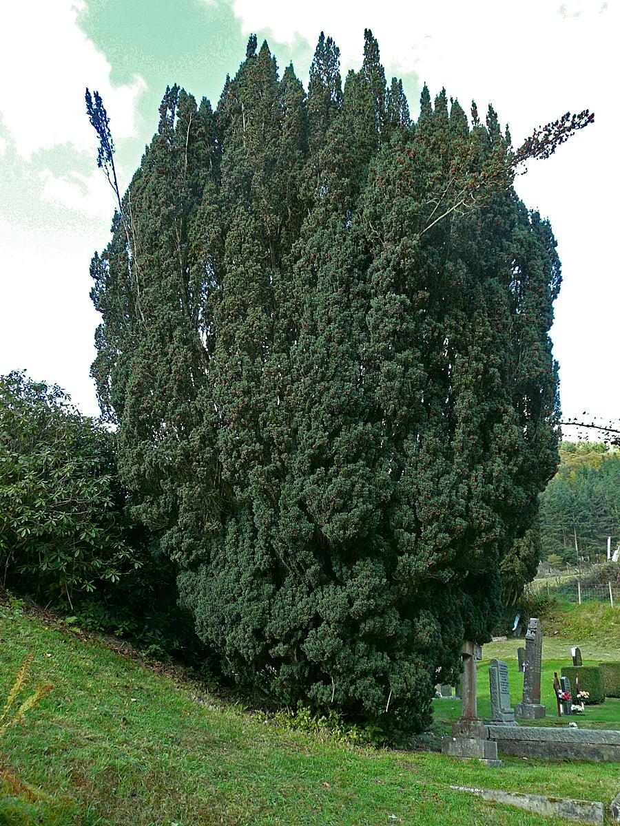 Taxus Baccata 'fastigiata' - View 27 from www redcrocus com