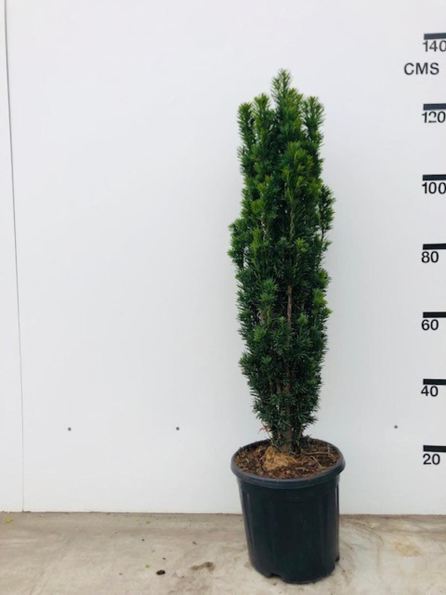Taxus Baccata 'fastigiata' - View 33 from www redcrocus com