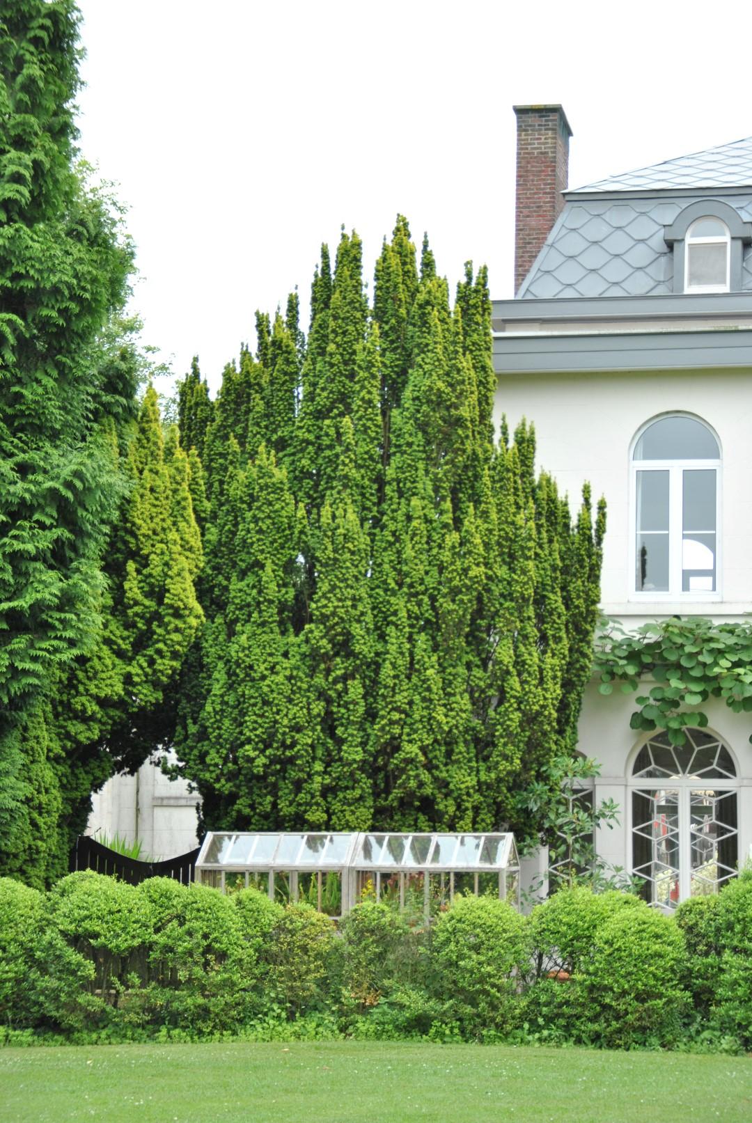Taxus Baccata 'fastigiata' - View 35 from www redcrocus com