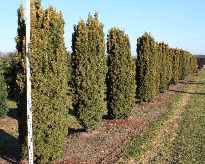 Taxus Baccata 'fastigiata' - View 36 from www redcrocus com