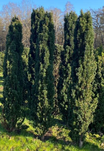 Taxus Baccata 'fastigiata' - View 37 from www redcrocus com