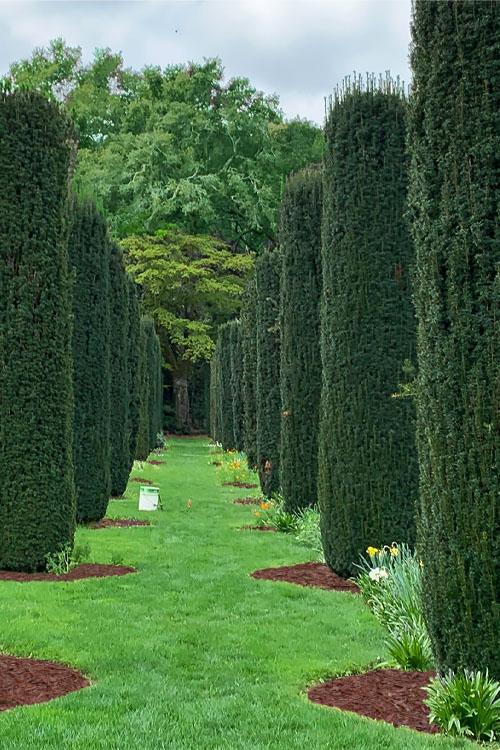 Taxus Baccata 'fastigiata' - View 38 from www redcrocus com