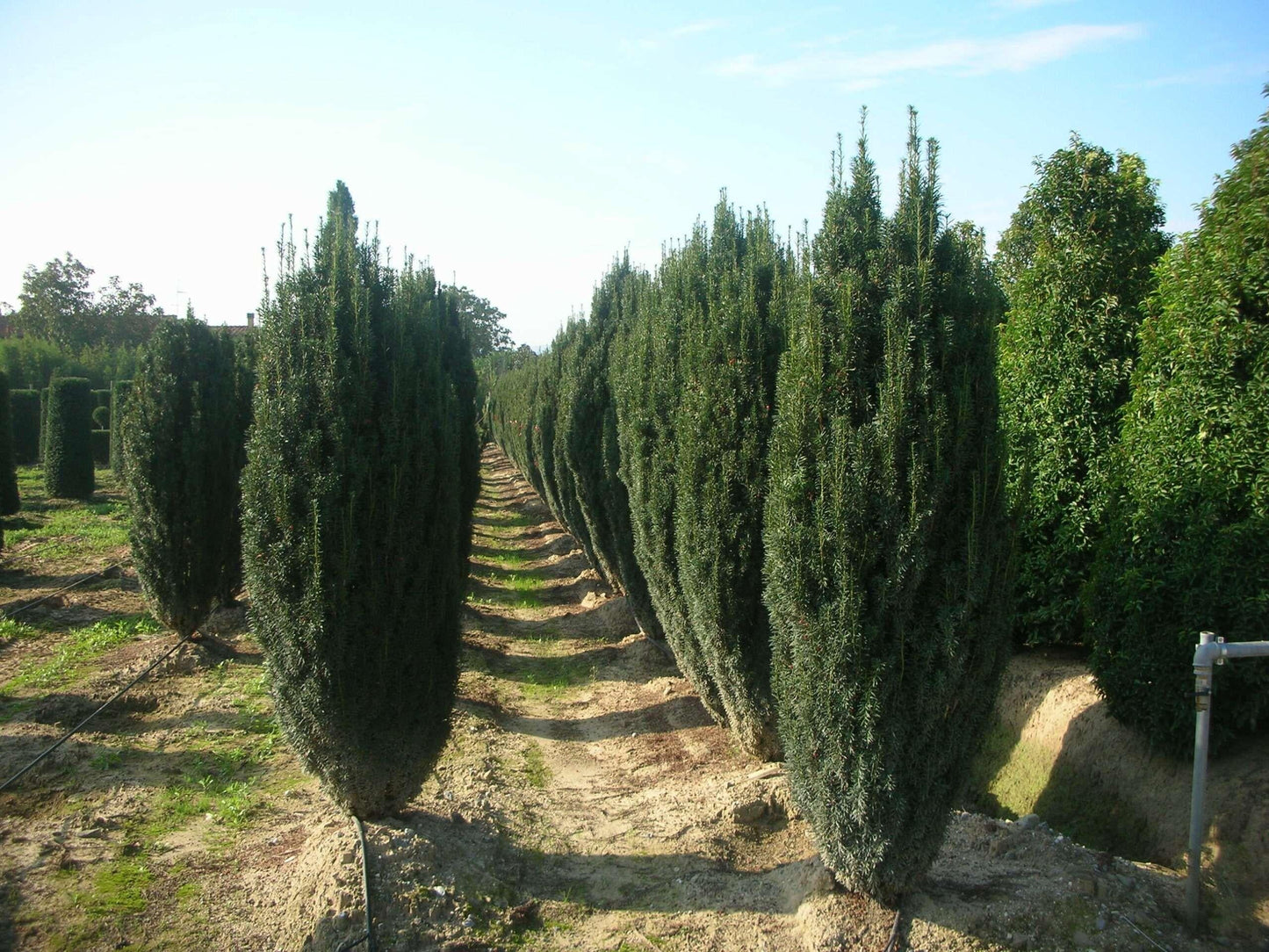 Taxus Baccata 'fastigiata' - View 39 from www redcrocus com