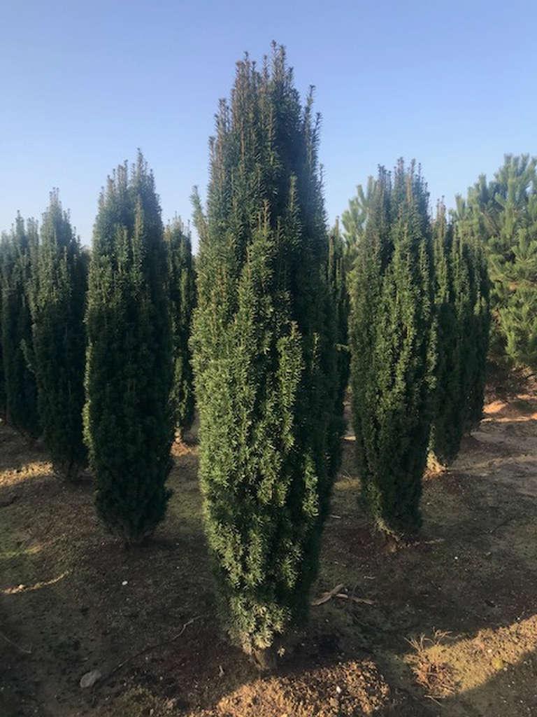 Taxus Baccata 'fastigiata' - View 40 from www redcrocus com