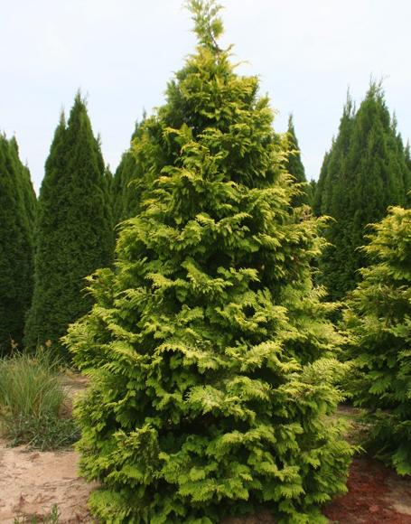 Chamaecyparis Obtusa 'crippsii' - View 11 from www redcrocus com