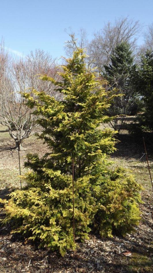 Chamaecyparis Obtusa 'crippsii' - View 13 from www redcrocus com