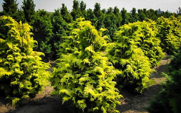 Chamaecyparis Obtusa 'crippsii' - View 14 from www redcrocus com