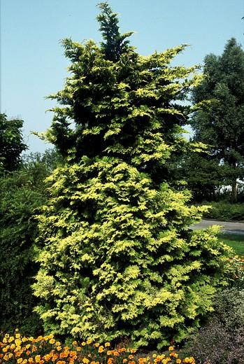 Chamaecyparis Obtusa 'crippsii' - View 15 from www redcrocus com
