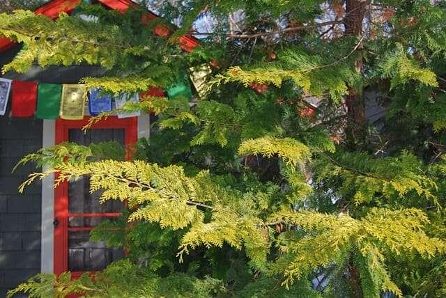 Chamaecyparis Obtusa 'crippsii' - View 16 from www redcrocus com