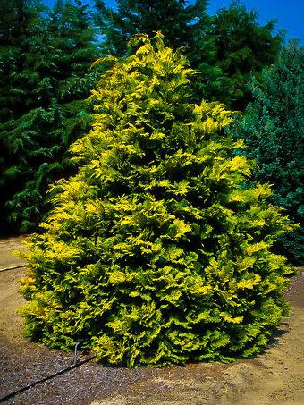 Chamaecyparis Obtusa 'crippsii' - View 19 from www redcrocus com