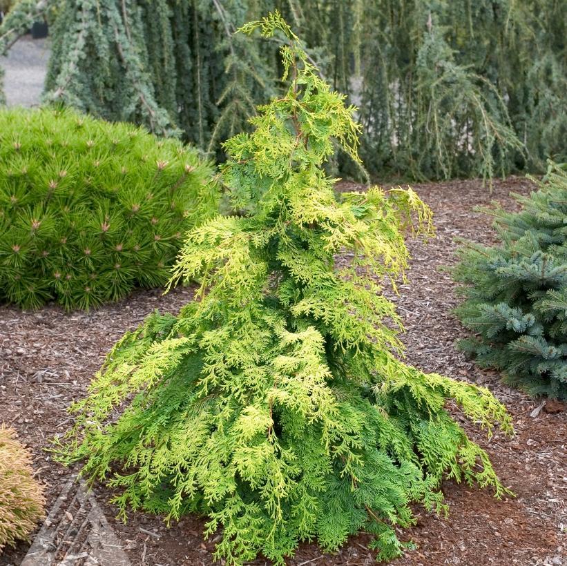Chamaecyparis Obtusa 'crippsii' - View 1 from www redcrocus com