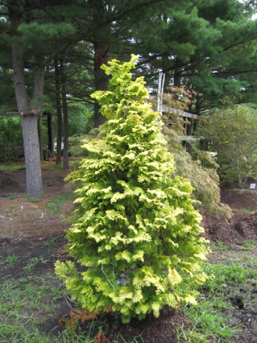 Chamaecyparis Obtusa 'crippsii' - View 2 from www redcrocus com