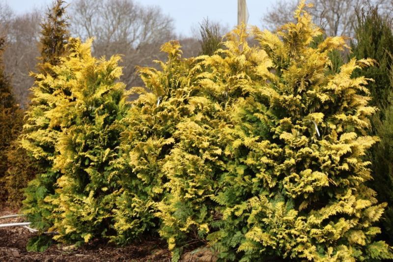 Chamaecyparis Obtusa 'crippsii' - View 31 from www redcrocus com