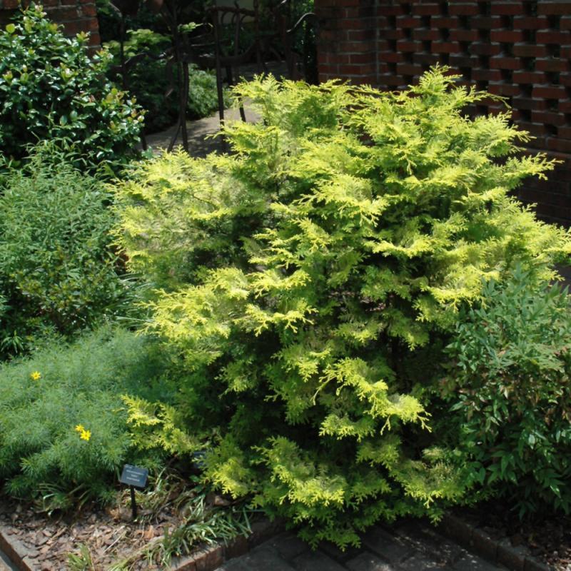 Chamaecyparis Obtusa 'crippsii' - View 32 from www redcrocus com