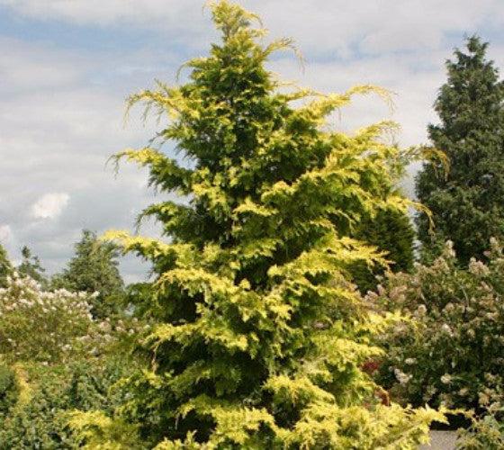 Chamaecyparis Obtusa 'crippsii' - View 34 from www redcrocus com
