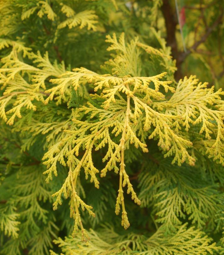 Chamaecyparis Obtusa 'crippsii' - View 35 from www redcrocus com