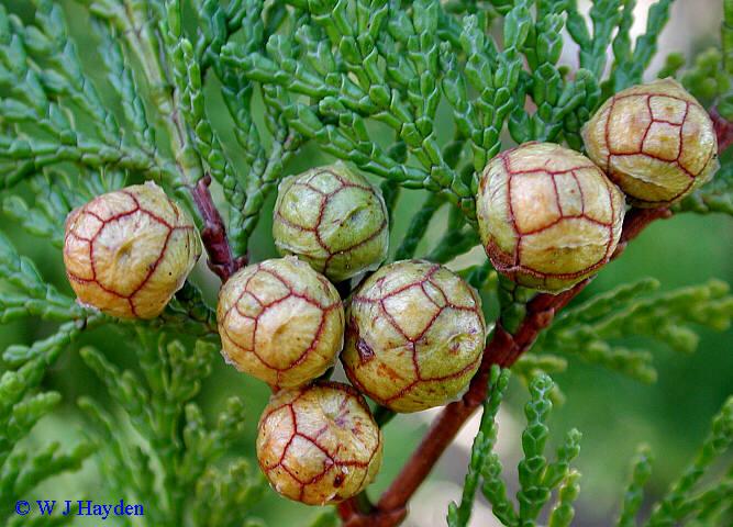 Chamaecyparis Obtusa 'crippsii' - View 36 from www redcrocus com