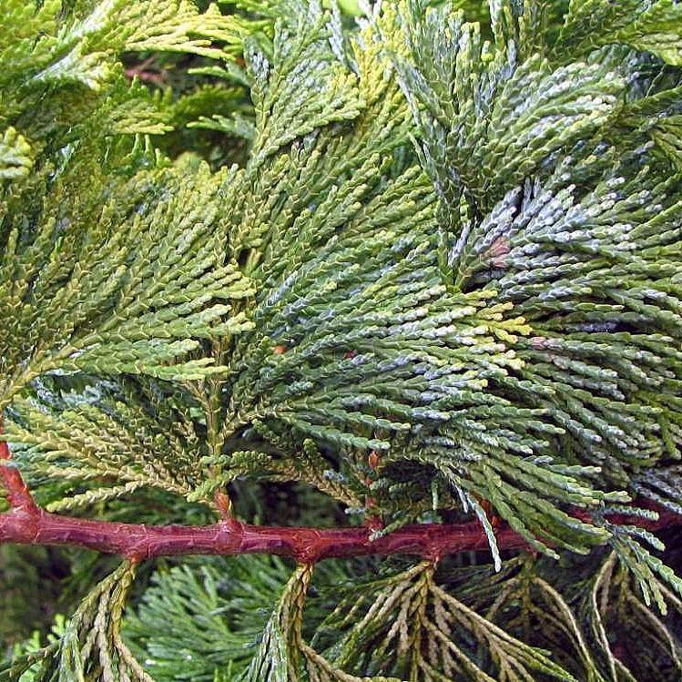 Chamaecyparis Obtusa 'crippsii' - View 37 from www redcrocus com