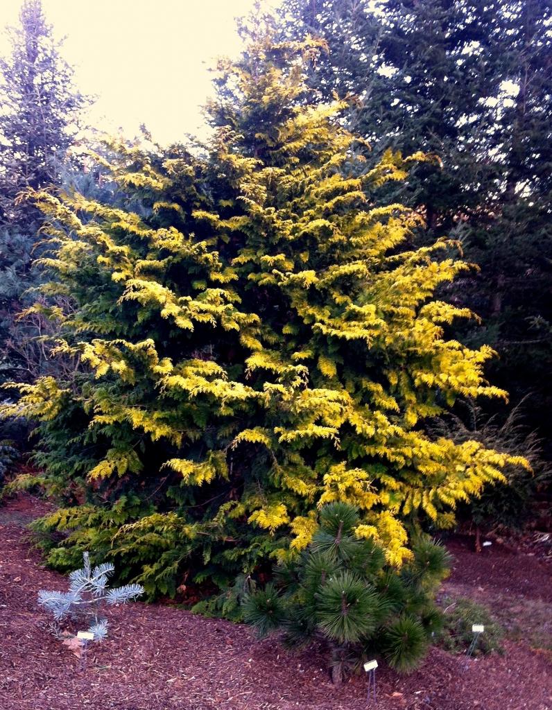 Chamaecyparis Obtusa 'crippsii' - View 39 from www redcrocus com