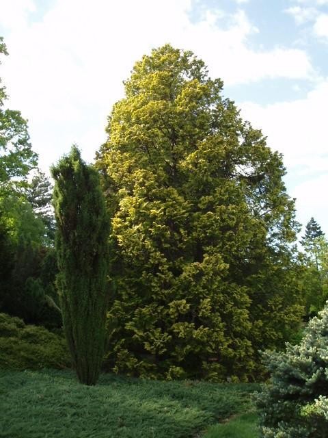 Chamaecyparis Obtusa 'crippsii' - View 7 from www redcrocus com
