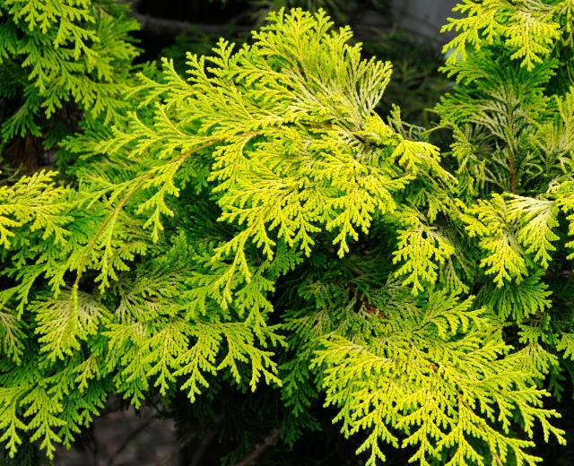 Chamaecyparis Obtusa 'crippsii' - View 9 from www redcrocus com