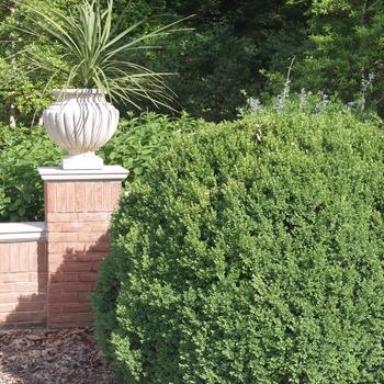 Buxus Sempervirens 'woodburn Select' - View 12 from www redcrocus com