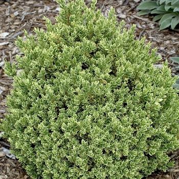 Buxus Sempervirens 'woodburn Select' - View 13 from www redcrocus com