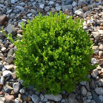 Buxus Sempervirens 'woodburn Select' - View 14 from www redcrocus com