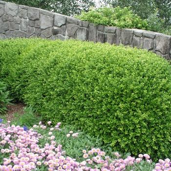 Buxus Sempervirens 'woodburn Select' - View 15 from www redcrocus com