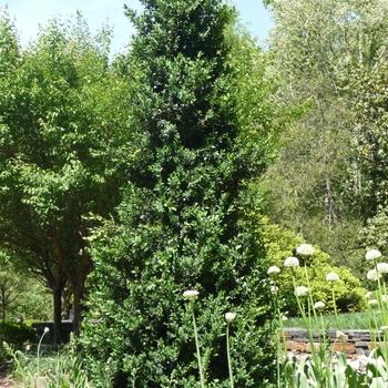 Buxus Sempervirens 'woodburn Select' - View 16 from www redcrocus com