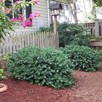 Buxus Sempervirens 'woodburn Select' - View 18 from www redcrocus com
