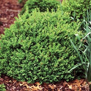 Buxus Sempervirens 'woodburn Select' - View 19 from www redcrocus com