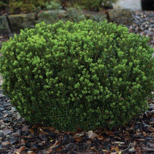 Buxus Sempervirens 'woodburn Select' - View 1 from www redcrocus com