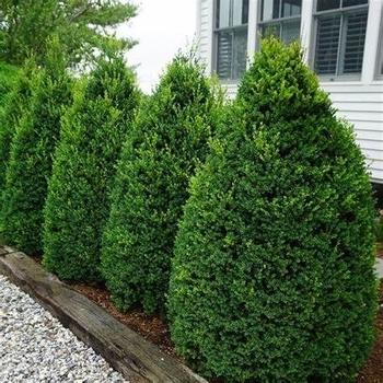 Buxus Sempervirens 'woodburn Select' - View 20 from www redcrocus com