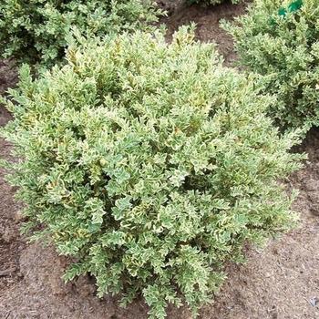 Buxus Sempervirens 'woodburn Select' - View 22 from www redcrocus com