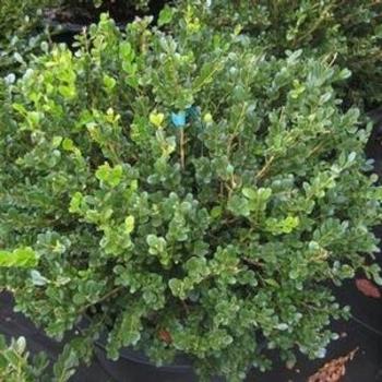 Buxus Sempervirens 'woodburn Select' - View 23 from www redcrocus com