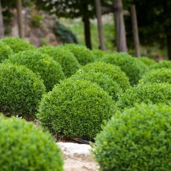 Buxus Sempervirens 'woodburn Select' - View 24 from www redcrocus com