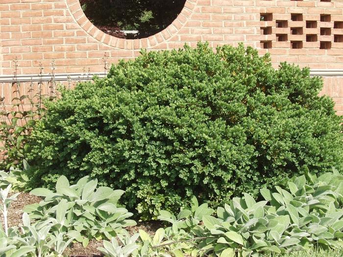 Buxus Sempervirens 'woodburn Select' - View 25 from www redcrocus com
