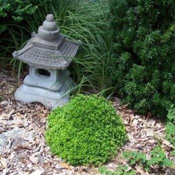 Buxus Sempervirens 'woodburn Select' - View 26 from www redcrocus com