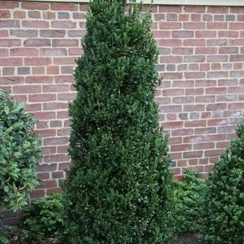 Buxus Sempervirens 'woodburn Select' - View 27 from www redcrocus com