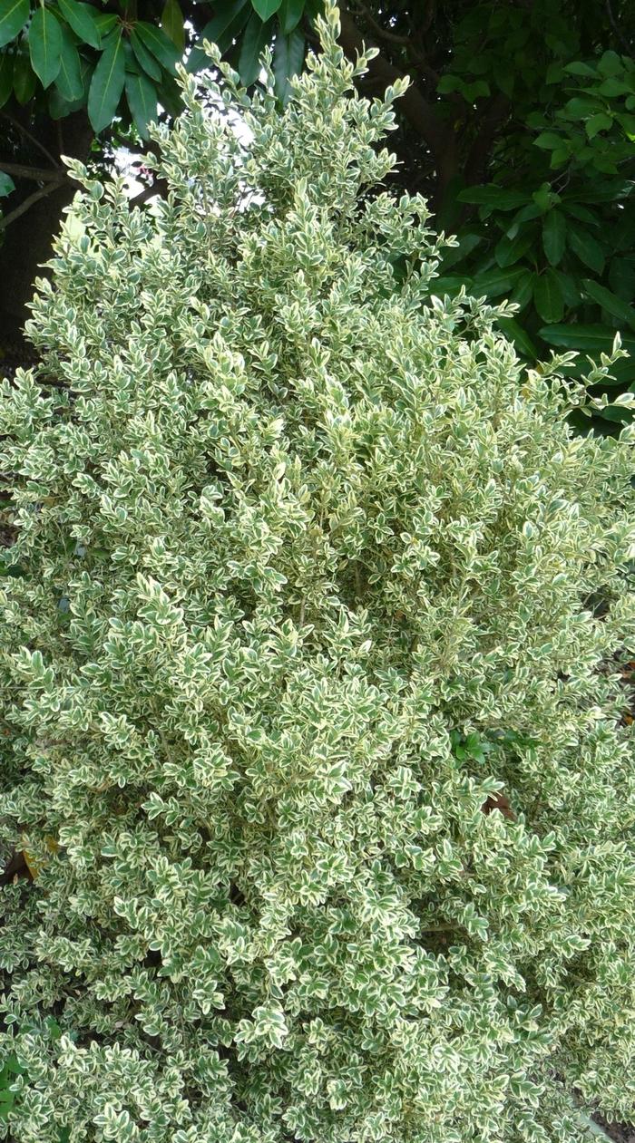 Buxus Sempervirens 'woodburn Select' - View 28 from www redcrocus com