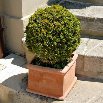 Buxus Sempervirens 'woodburn Select' - View 29 from www redcrocus com