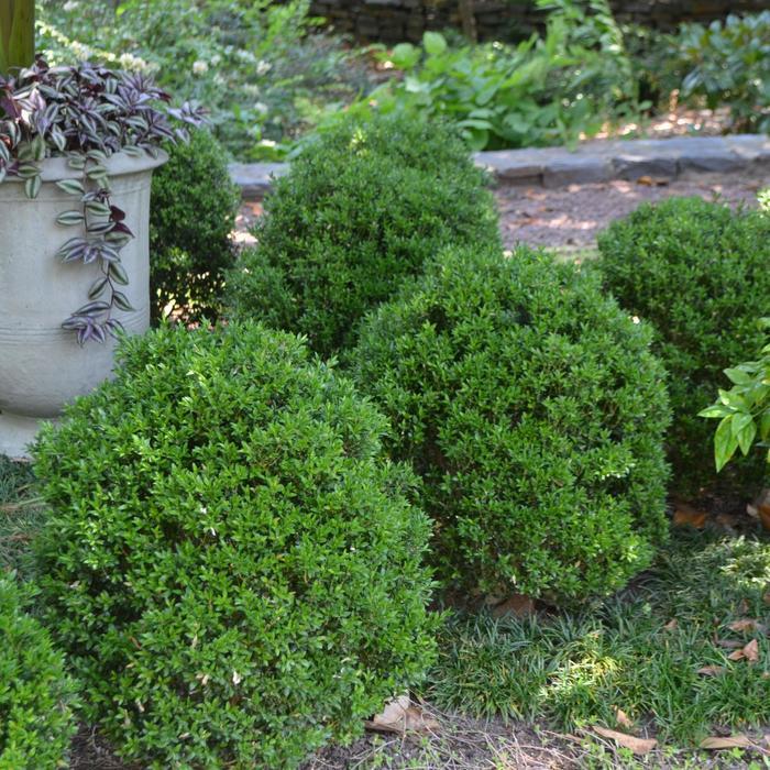 Buxus Sempervirens 'woodburn Select' - View 31 from www redcrocus com