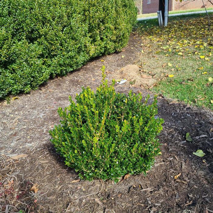Buxus Sempervirens 'woodburn Select' - View 32 from www redcrocus com